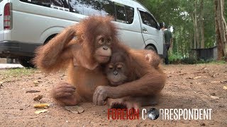 Saving Baby Orangutans From Smuggling  Foreign Correspondent [upl. by Alastair535]