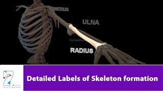 Detailed Labels of Skeleton formation [upl. by Marguerie]