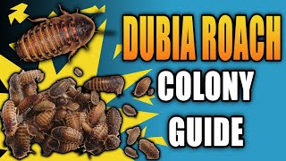 Dubia Roach Colony Guide Everything You NEED To Know [upl. by Ahsinirt]