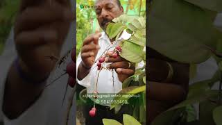 வாடிக்கையாளர்கள் சுவைத்த லோகன் பழம்  Visitors Enjoy Fresh Longan Fruits Straight from the Tree🌳 [upl. by Ianteen]