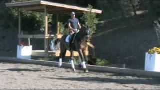 Dressage 101  Steffen Peters [upl. by Ahsilra48]