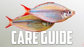 Neon Dwarf Rainbow Care Guide  Aquarium CoOp [upl. by Mohammed]