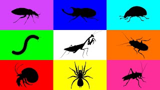 Insect Mantis Tarantula Hermit Crab Beetle Ladybug Cocokroach Cricket Milipede Paddy Bug [upl. by Ellerrad970]