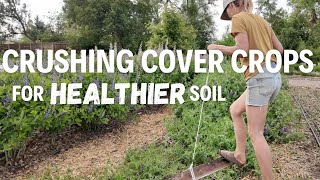 Regenerative gardening Effective Ways to Terminate Cover Crops [upl. by Rubens]