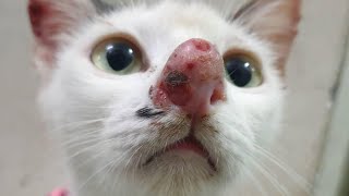 Gigantic Botfly Removed From Kittens Nose [upl. by Anifur778]