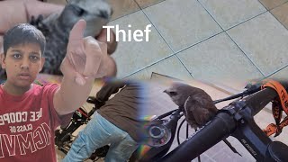 today i rescued a ababeel  swift bird  and my cycle got stolen [upl. by Reeher]