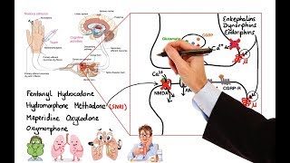 Pharmacology  OPIOIDS MADE EASY [upl. by Ydnik140]