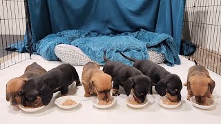 Puppies first meal of puppy food  4 week old Mini dachshunds [upl. by Gavin]