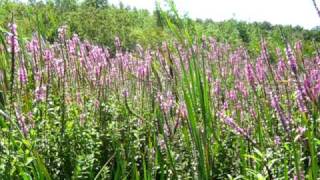 Purple loosestrife at Lake Gogebic [upl. by Sucrad]