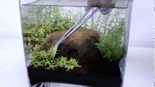 How To Trim And Place Aquatic Stem Plants [upl. by Rayle]