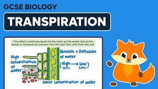 Transpiration Stream  GCSE Biology [upl. by Inama]