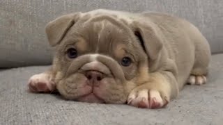 Cute and Funny Olde English Bulldogges Compilation 4 [upl. by Elleda]