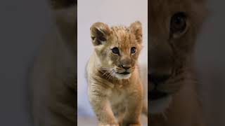 First male lion cub born at the Fort Worth Zoo Since 2015 [upl. by Lyreb]