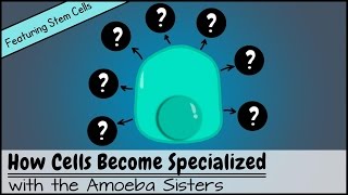 How Cells Become Specialized Featuring Stem Cells [upl. by Tidwell122]