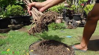 Belajar BONSAI  Cara Mudah Menggabungkan Batang Bahan Bonsai Beringin Kimeng  Ficus Microcarpa [upl. by Ettenal]