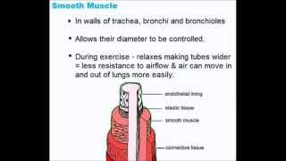 Gaseous Exchange System  Quick A Level Biology Revision [upl. by Pain]