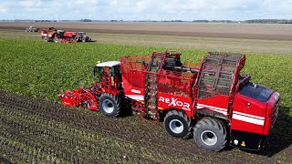 Beet Harvest  Grimme REXOR 6300  REXOR 620  Loonbedrijf Stevens [upl. by Rafa]