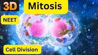 Mitosis 3d animation  Phases of mitosis  cell cycle and cell division  mitosis Overview [upl. by Niattirb]