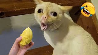 New Funny Animals 😄 Funniest Cats and Dogs Videos 😹🐶 Part 6 [upl. by Graner609]