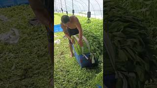 Can You Do What This Man Does farmingagricultura [upl. by Enrev304]