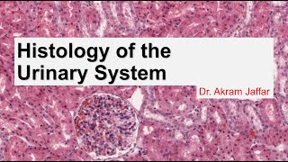 Histology of the urinary system [upl. by Esac]