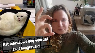 Kattengedragstherapeut reageert op kattenfilmpje 3  Angstige kat met geluiden bij dierenarts [upl. by Pulcheria427]