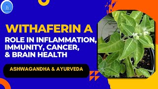 Withaferin A Benefits in Inflammation Immunity Cancer amp Brain Health Ashwagandha amp AYURVEDA [upl. by Fadas]