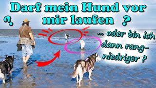 Darf mein Hund vor mir laufen oder ist er dann Ranghöher  HundeTrainingMythos unter der Lupe 🤔 [upl. by Sennahoj]