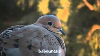 Tourterelles tristes  Mourning Doves Cacouna Québec [upl. by Vita]