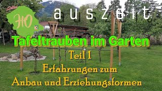 Trauben  Garten 2022 Teil 1  Erfahrungen  Pflanzen erziehen  gestalten  schneiden  Sorten [upl. by Itagaki256]