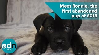 Meet Ronnie the first abandoned pup of 2018 [upl. by Audwin]