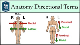 Anatomical Position and Directional Terms Anatomy MADE EASY [upl. by Glanti]