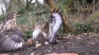 Buzzard v Buzzard Fight [upl. by Neened]