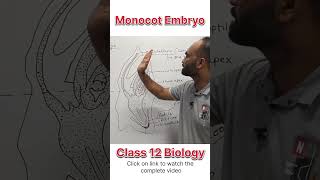 Monocot Embryo  Class 12 Biology  dhimansbiology biologyclass12 embryos [upl. by Arahas]