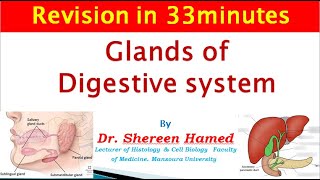 2021 revision of glands of digestive system [upl. by Nerissa231]