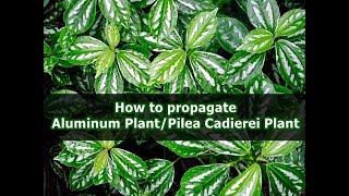 How to propagate Aluminum PlantPilea Cadierei Plant [upl. by Olia]