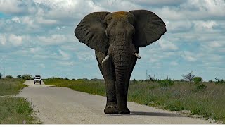 NAMIBIE Traversée du Parc National dEtosha English subtitles [upl. by Aisatna198]