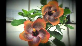 Hibiscus rosasinensis Fifth Dimension [upl. by Artair]