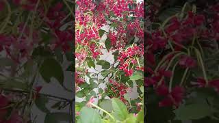 Combretum indicummadhumalti flower beautiful garden trending viralshort 2024 [upl. by Leary783]