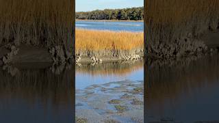 Chincoteague Island Bay Oyster Beds nature chincoteague oysters ocean water coastalwildlife [upl. by Lamek835]