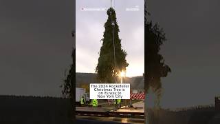 The 2024 Rockefeller Christmas Tree is on its way to New York City [upl. by Nobel]