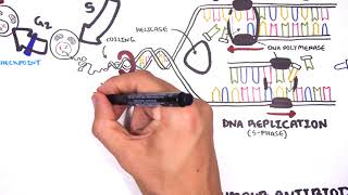 Pharmacology  Chemotherapy agents MOA Alkalating antimetabolites topoisomerase antimitotic [upl. by Blanchette]