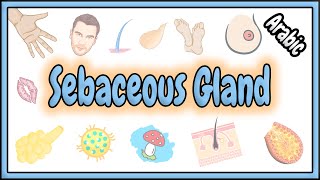 45 Sebaceous Gland  Skin Appendages  الغدة الدهنية [upl. by Jaimie]