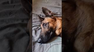 ⚠️ SIMBA 🐕 Berger Belge Malinois 📢 chien educationcanine malinois mgf [upl. by Toback]