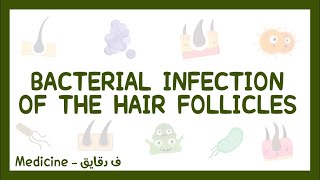 Bacterial infection of the hair follicles  folliculitis furuncle boil amp Carbuncle شرح عربي [upl. by Ruttger387]