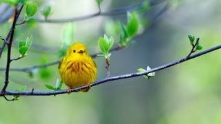 Yellow Warbler Portrait [upl. by Nevar409]