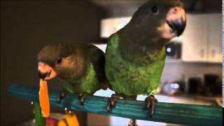 Brownheaded parrot vocalizations [upl. by Annat]