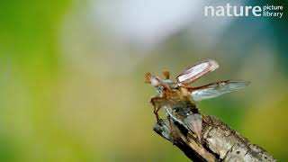 Male Cockchafer beetle unfolding its wings before taking off to fly away Surrey UK May [upl. by Egide]