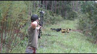 Hog Hunting In A Gator Infested Swamp 6 Hogs Down [upl. by Ardnael]