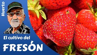 FRESAS COMO PRODUCIR FRESA Y FRESÓN Cultivo completo [upl. by Senhauser]